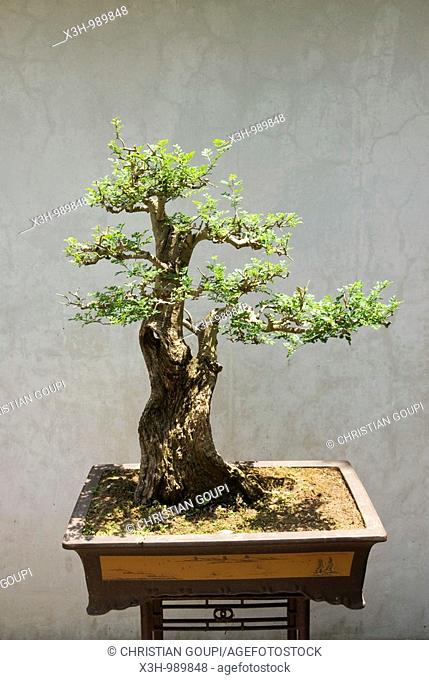bonsai, Lou Lim Leoc garden, Macau, Special Administrative Region, China, Asia