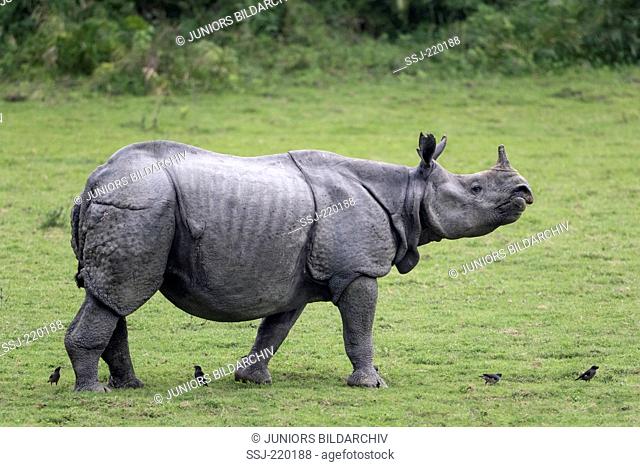 Indian Rhinoceros (Rhinoceros unicornis). Adult and Jungle Mynas (Acridotheres fuscus) on grass. Kaziranga National Park, India