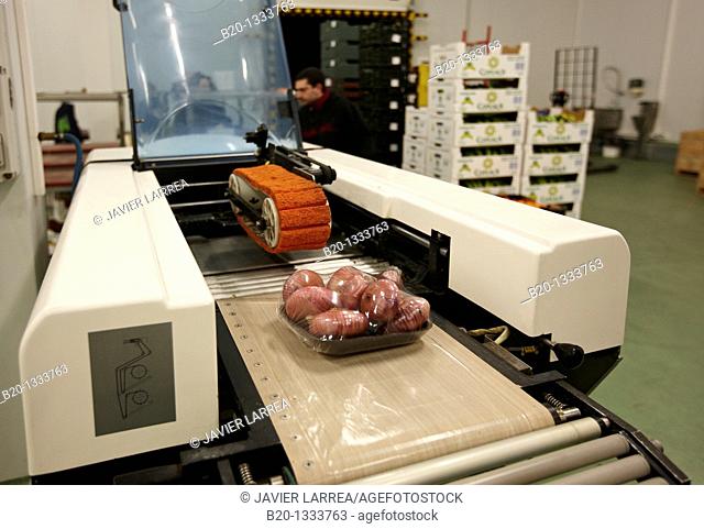Packing onions, Mercabilbao fruits and vegetables wholesale market, Basauri, Bilbao, Bizkaia, Euskadi, Spain