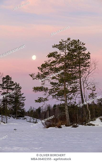 Finland, morning mood with pine, snow and moon