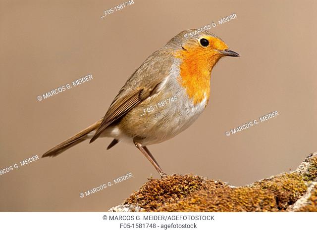 Robin Erithacus rubecula perched on mossy rock  Spain