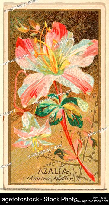 Azalia (Azalea Indica), from the Flowers series for Old Judge Cigarettes. Publisher: Issued by Goodwin & Company; Printer: George S