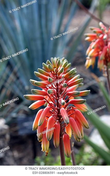 Close up of a flower stalk of an Aloe sheilae plant with tri-colored, orange, yellow and green buds, in the desert of Arizona, USA
