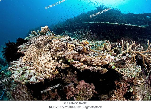 Crocodile fish, Cymbacephalus beauforti, Halmahera, Moluccas Sea, Indonesia, Pacific Ocean