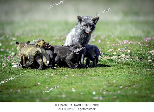 The cross fox family (Vulpes vulpes).San Juan Island, USA