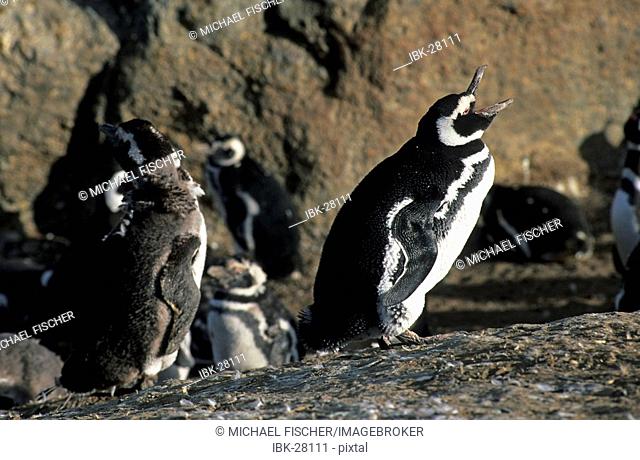 Magellanic penguins Sphenicus magellanicus on Isla Magdalena Patagonia Chile