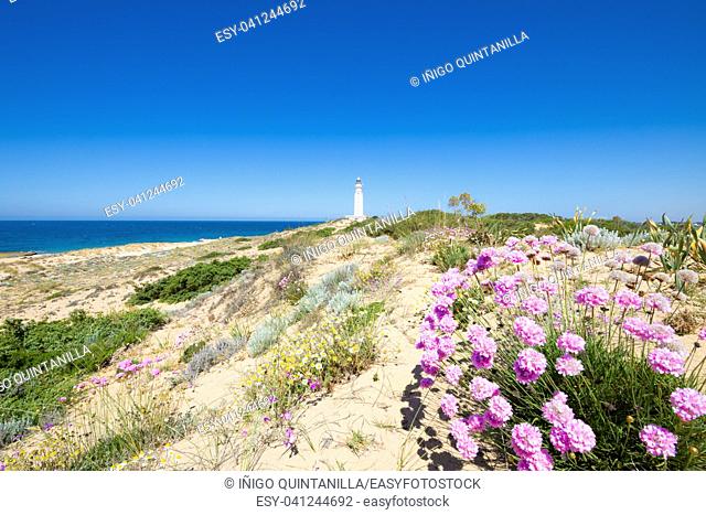 flowers, plants, shrub, and Atlantic Ocean next to the lighthouse of Trafalgar Cape Natural Park, near Canos Meca (Barbarte, Cadiz, Andalusia, Spain)