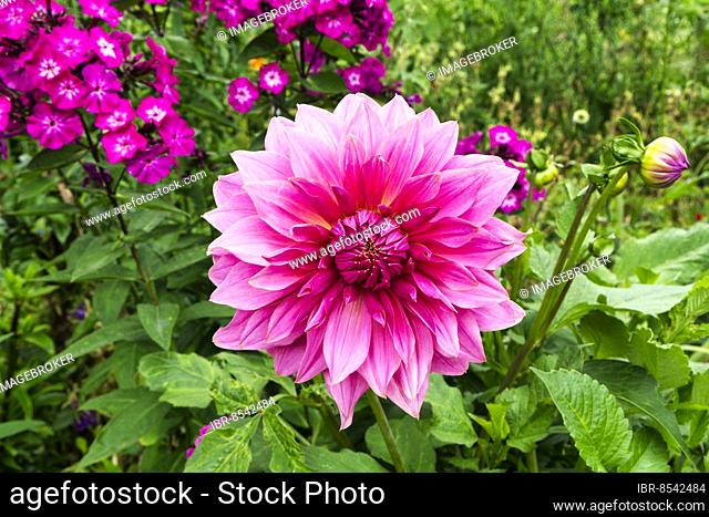 Pink dahlias (Dahlia), large flower in a bed, Claude Monet garden in summer, Giverny, Eure department, Upper Normandy, France, Europe