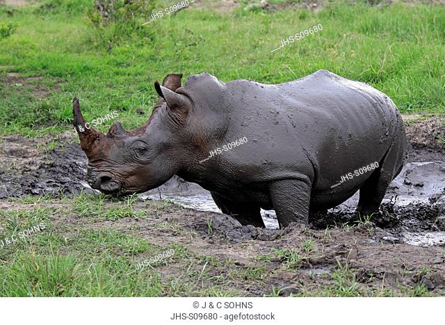 White Rhinoceros, Square Lipped Rhinoceros, Ceratotherium simum, Sabi Sabi Game Reserve, Kruger Nationalpark, South Africa, Africa, adult bathing