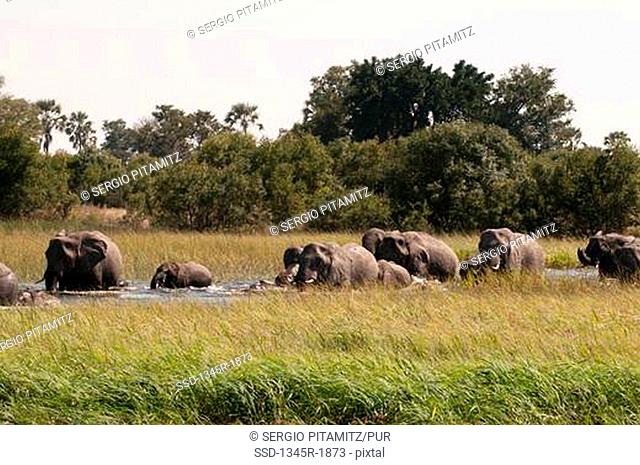 Herd of African elephants Loxodonta africana at a waterhole, Okavango Delta, Botswana