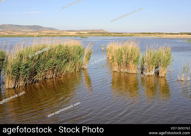 Pitillas lagoon, Natural space ZEPA. Navarra, Spain