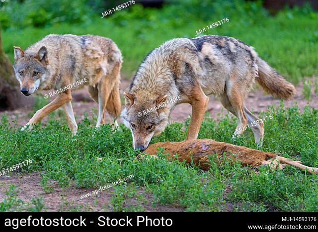 Wolf (Canis lupus), two animal with prey, roe deer, captive, Germany, Europe