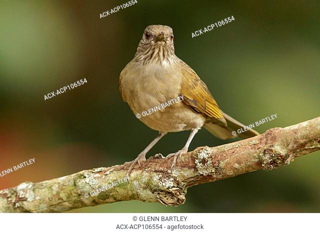 Pale-breasted Thrush (Turdus leucomelas) perched on a branch in the Atlantic Rainforest Region of Brazil