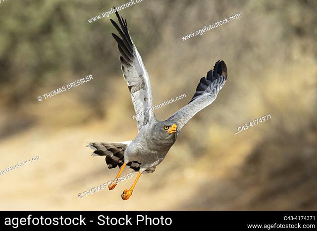 Pale-chanting Goshawk (Melierax canorus). Flying. Kalahari Desert, Kgalagadi Transfrontier Park, South Africa