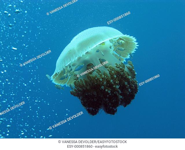 Jellyfish in the Andaman See, Thailand, near Ko Lipe