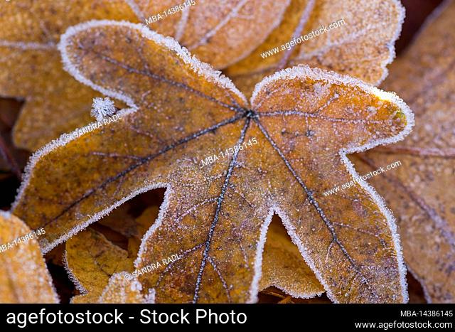 autumn colored maple leaf covered with hoarfrost, Germany, Hesse, Nature Park Lahn-Dill-Bergland