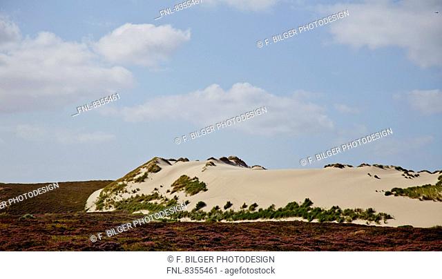 Heath landscape and shifting dune near List, Sylt, Germany