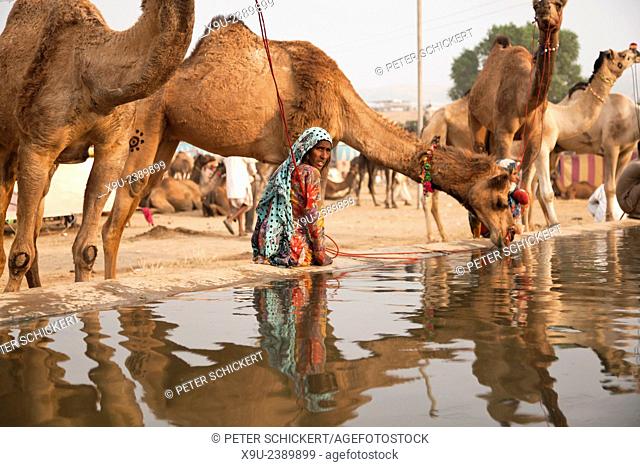 Camels at a watering point at the camel and livestock fair Pushkar Fair or Pushkar Mela, Pushkar, Rajasthan, India, Asia