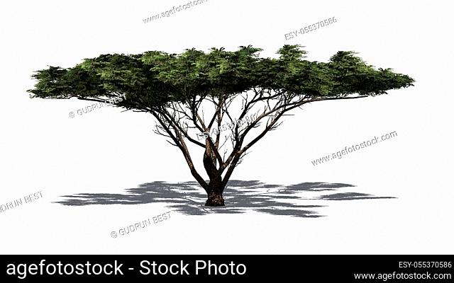 Umbrella Thorn Tree with shadow on the floor - isolated on white background - 3D illustration