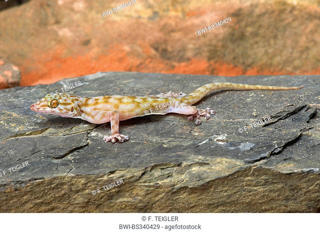 Ragazzi's fan-footed gecko, Fan-toed gecko, Yellow fan-fingered gecko (Ptyodactylus ragazzii), on a stone