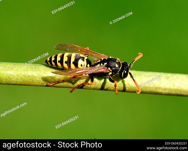Wespe, Vespula germanica, ist ein nuetzliches und geschuetztes Insekt. Wasp, Vespula germanica, is a useful and protected insect