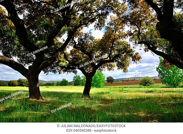 Oak in the spring season in Viso del Marques, Ciudad Real, Spain