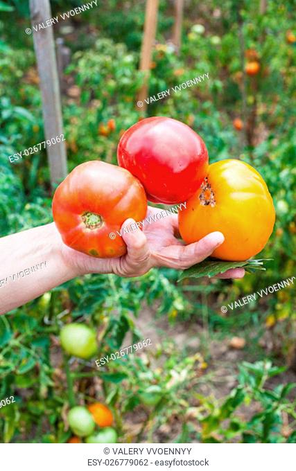 female hand holds ripe tomatoes and basil leaves with vegetable garden on background