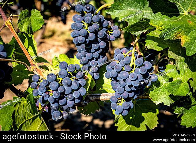 blue grapes on vine surrounded by vine leaves, almost ripe berries on grape panicle