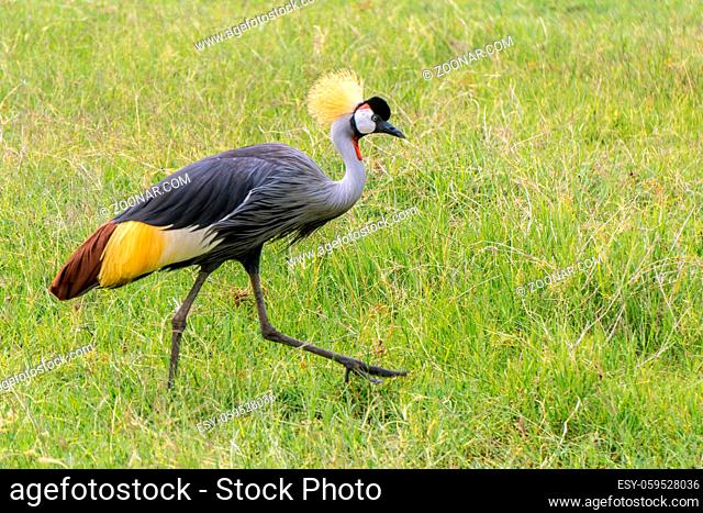 Kronenkranich läuft durch hohes Gras in Kenia in Wildnis. Beautiful Crown crane in Green gras in wildlife in Kenya