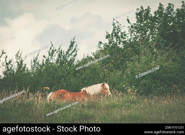 Horse on a meadow with tall green grass