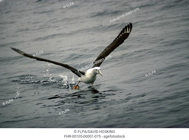 White-capped Albatross Diomedea cauta Walking on water - Splashing - Wings outstretched HK001192