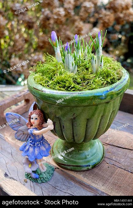the crocuses (crocus) in the pot and elves