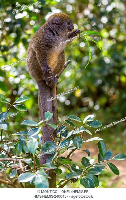 Madagascar, East, Andasibe Mantadia National Park, golden bamboo lemur (Hapalemur aureus)