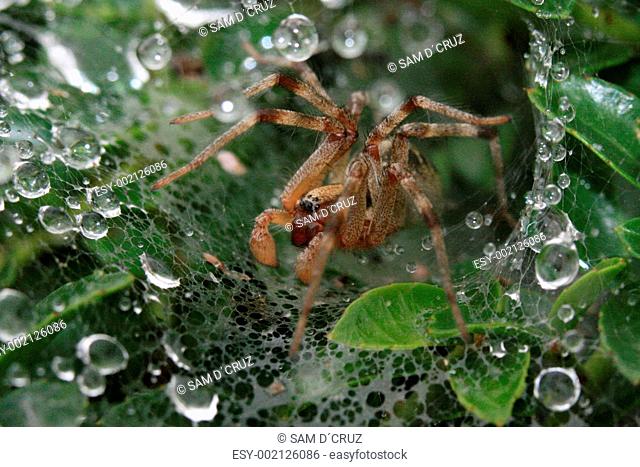 Spider in Web - Ueno Park, Tokyo, Japan