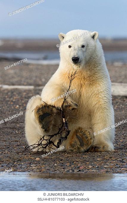 Polar Bear (Ursus maritimus, Thalarctos maritimus). Cub playing with a branch Kaktovik, Alaska. Every fall polar bears gather near Kaktovik on the northern edge...
