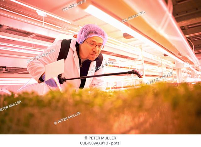 Male worker bending forward to spray micro greens in underground tunnel nursery, London, UK