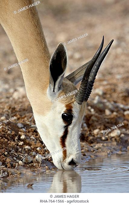 Female springbok Antidorcas marsupialis drinking, Kgalagadi Transfrontier Park, South Africa
