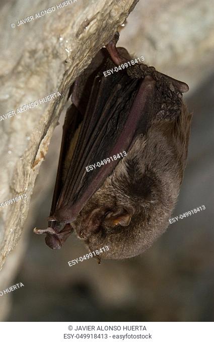 Bat-bent common miniopterus schreibersii, resting in a cave