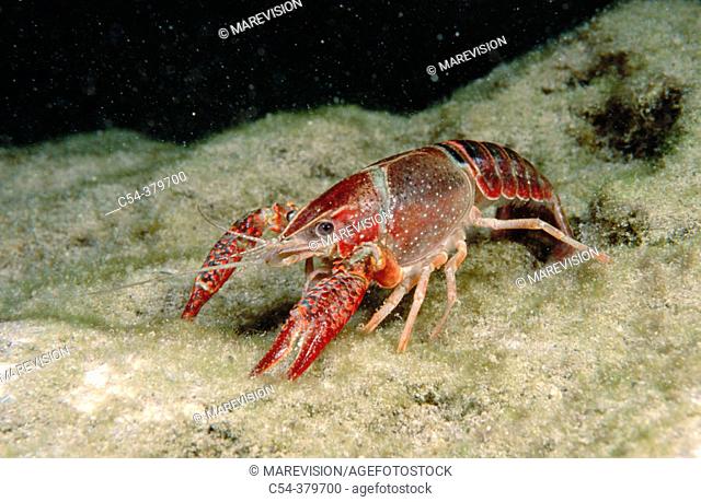 Red Swamp Crayfish (Procambarus clarkii). Lagunas de Ruidera Natural Park, Ciudad Real province, Spain