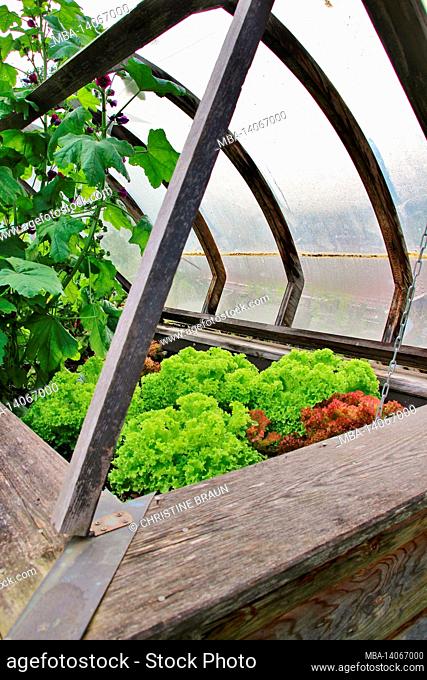 cold frame, raised bed with lettuce in a garden, europe, germany, bavaria, upper bavaria