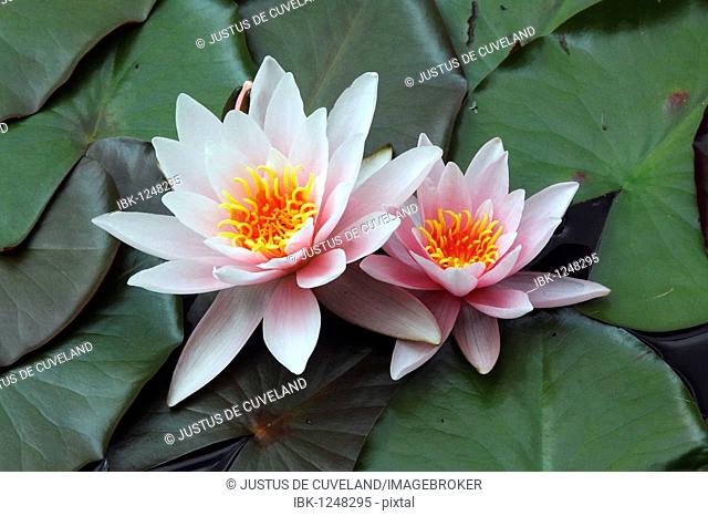 Flowering Water lilies (Nymphaea cultivar)