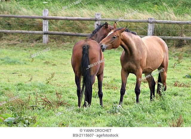 French saddle horse : mutual washing Picardy, Oise, France. Bread : French saddlebred. Horse Equus caballus  Equine  Mammal