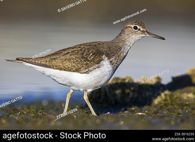 Common Sandpiper (Actitis hypoleucos), side view of an adult standing on the ground, Campania, Italy