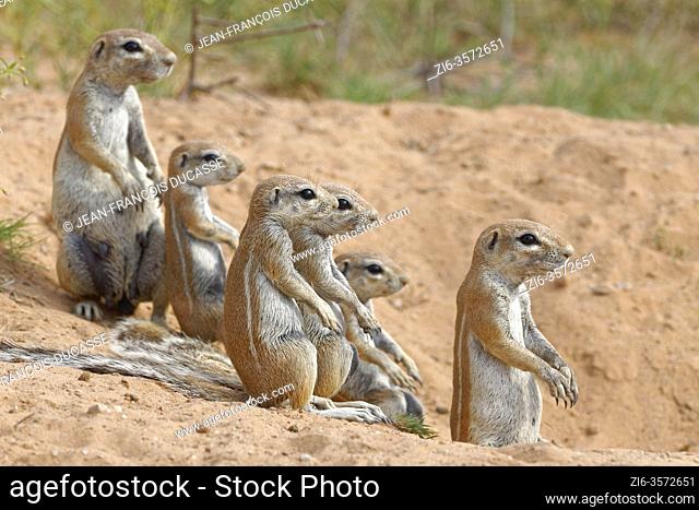 Cape ground squirrels (Xerus inauris), two adults with young, looking out from the burrow entrance, alert, Kgalagadi Transfrontier Park, Northern Cape
