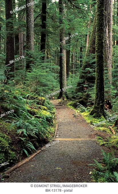 Forest of the Sol Duc Valley, Olympic National Park