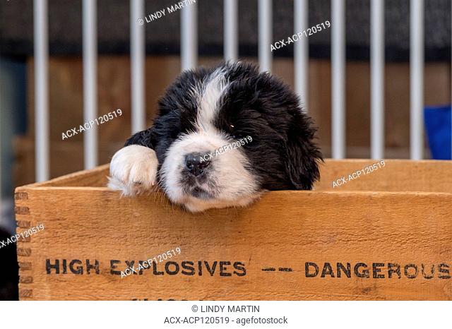A Newfie puppy sleeping in a wooden box