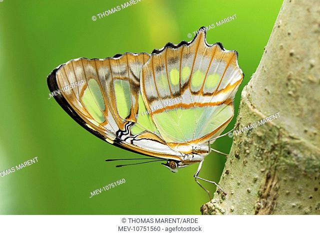Pearly Malachite Butterfly (Siproeta stelenes)