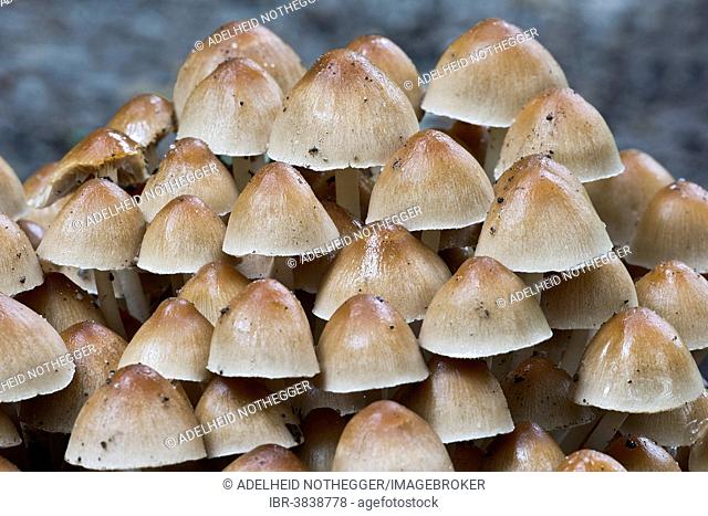 Clustered Brittlestem mushroom (Psathyrella mulitipedata), Burgenland, Austria