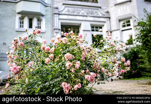 12 July 2023, Schleswig-Holstein, Kiel: Roses grow outside the front door of the house where Schleswig-Holstein's ex-prime minister Heide Simonis lived