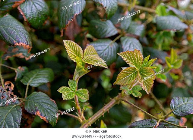 shrubby blackberry (Rubus fruticosus agg.), young leaves, Germany
